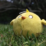 Pollo2